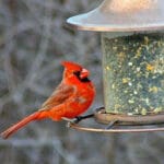 cardinal bird on bird feeder