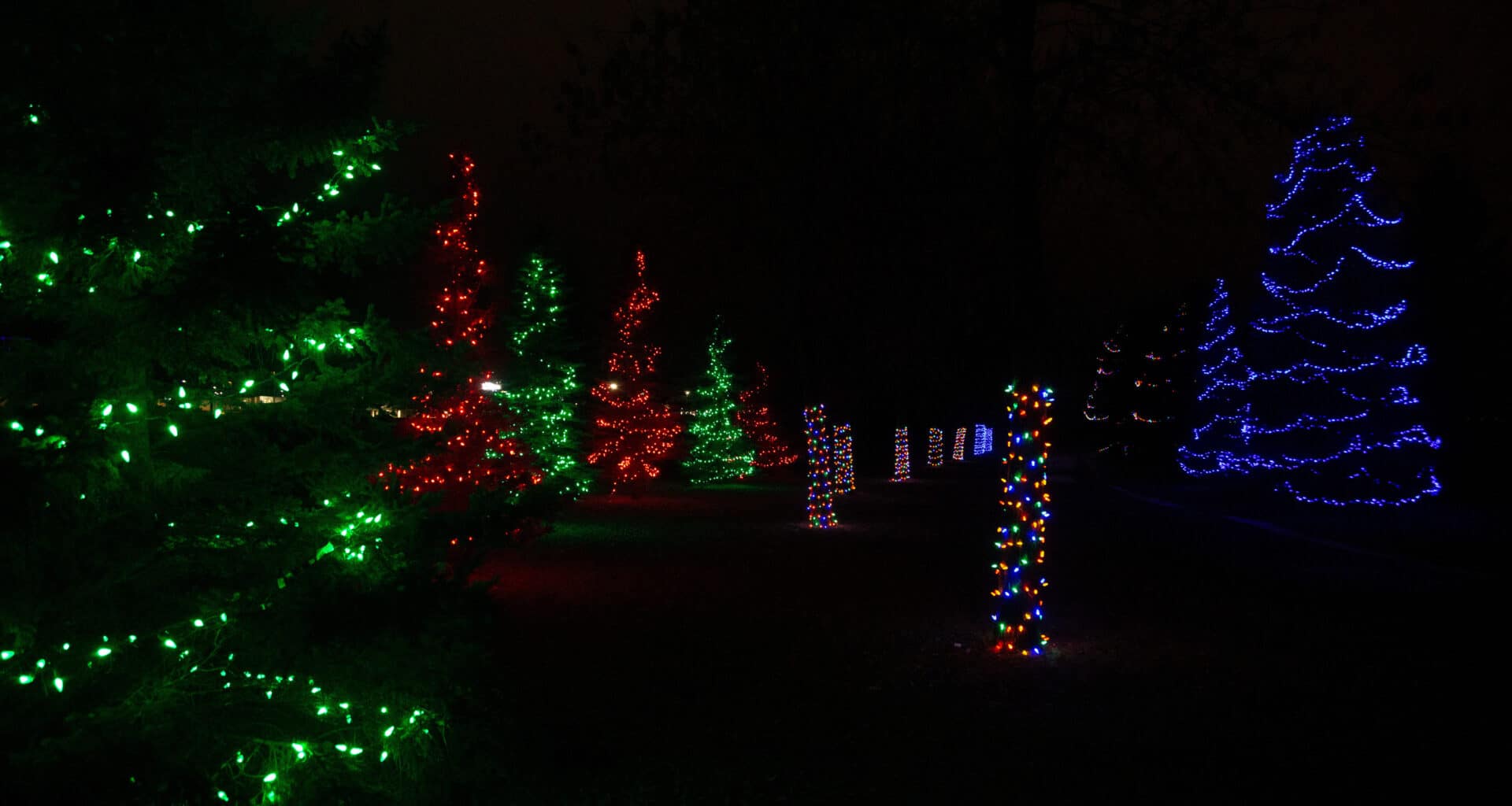 Light up the night - Christmas Trees