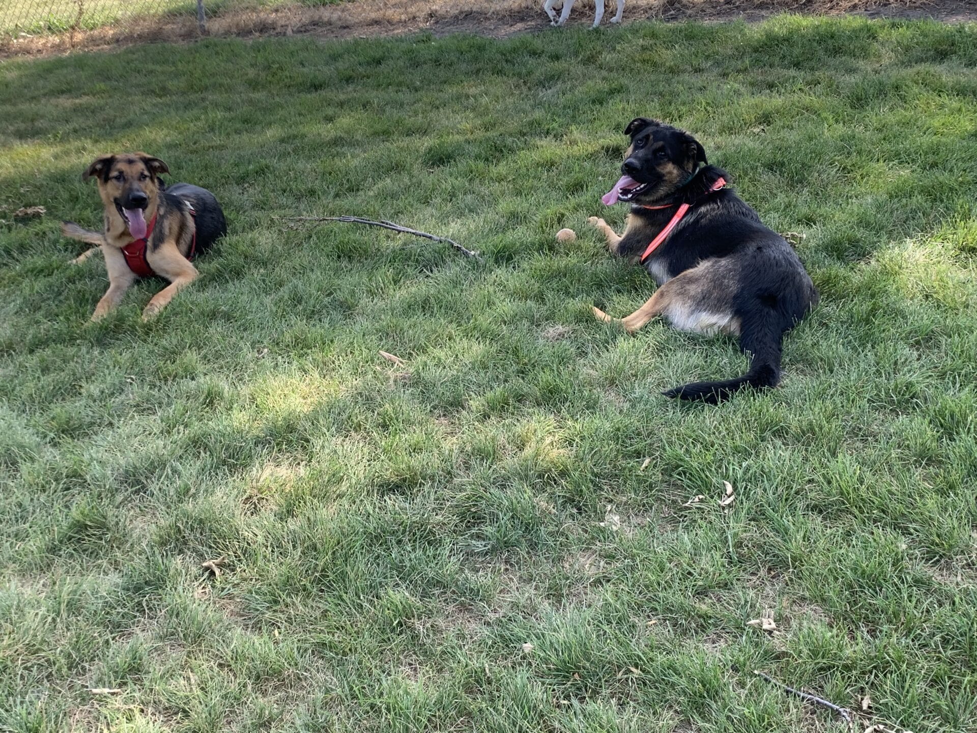 two dogs at Dog Boarding