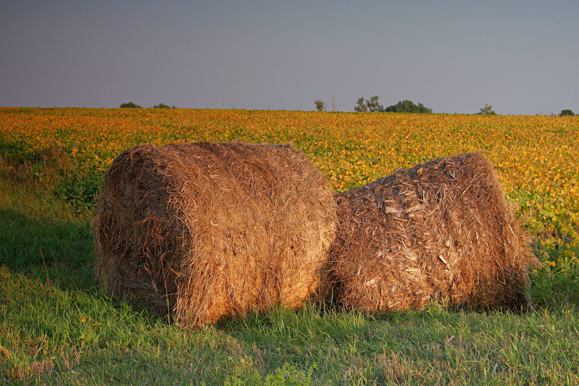 round straw bale in field