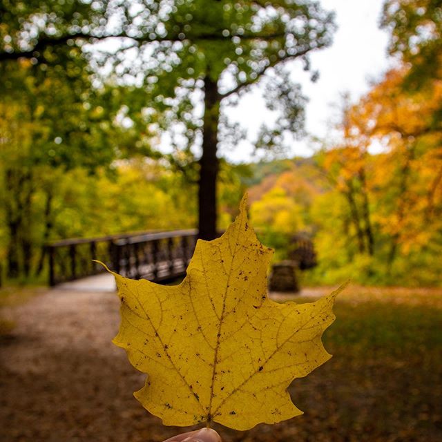 Camden State Park - Fall Leaf