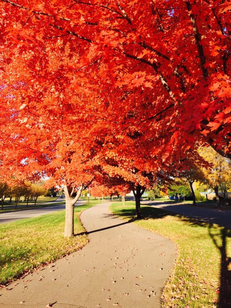 Marshall Fall Bike Path - Bright Red Leaves