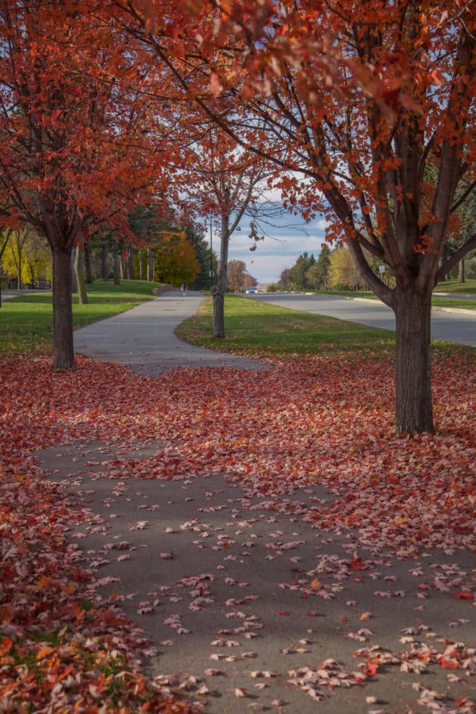 Fall Bike Path