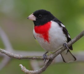 Jon Wood Black white and red bird