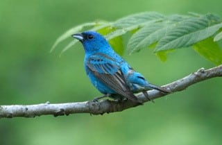 Jon Wood Blue Bird