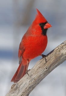 Jon Wood Cardinal