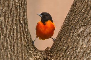 Jon Wood Orange Bird