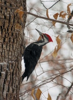 Jon Wood Woodpecker on tree