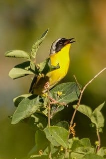 Jon Wood Yellow Bird with black head