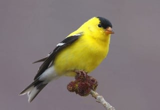 Jon Wood Yellow Bird