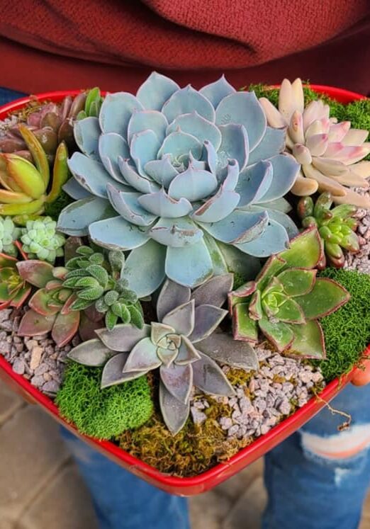 Greenwood Nursery - Heart Shaped Planted Succulents