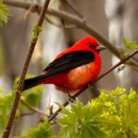 Jon Wood Red Bird