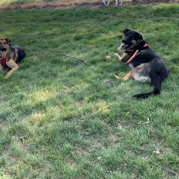two dogs at Loyalty Dog Park
