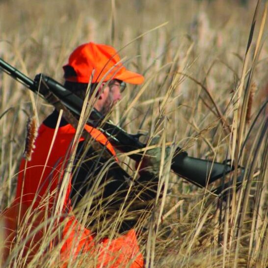 fall pheasant hunting